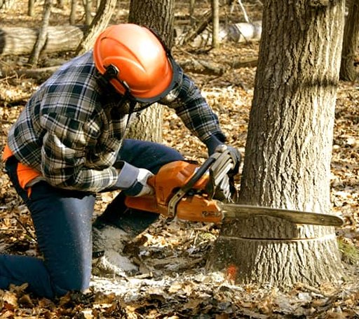 Tree Removal in Maryville, IL